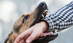 How Roach Law Car Accident Lawyers Can Help After a Dog Bite in St. Louis