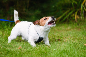 How Roach Law Car Accident Lawyers Can Help After a Dog Bite Incident in Chesterfield